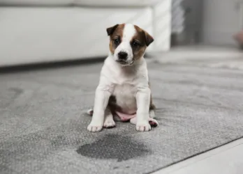 Pet Stain and Odor Removal